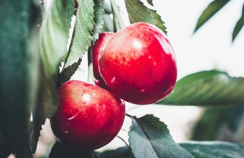 Three apples on an apple tree