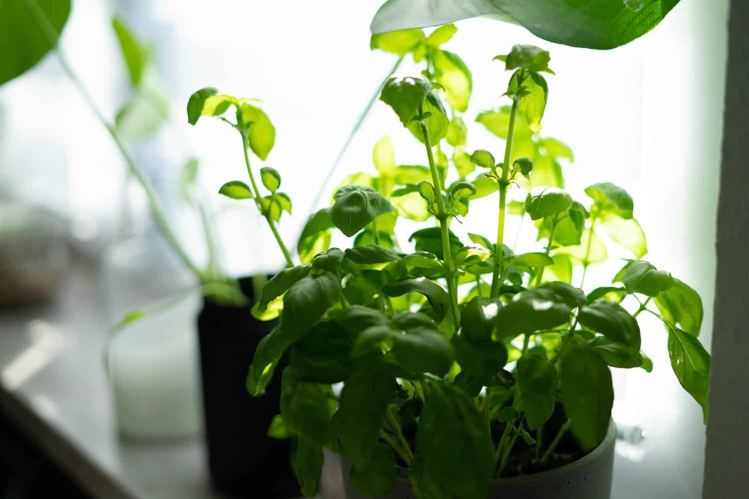 Basil growing in kitchen